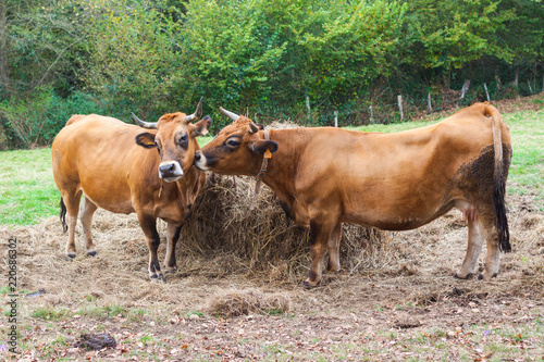 Two brown cows near the haystack on the farm