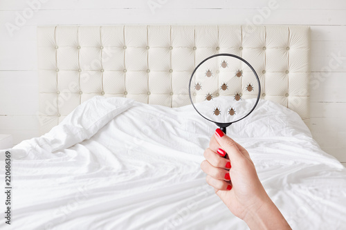 Insanitation concept. Woman holds lens, shows there are bugs in bedclothes, detects bad insects demonstrates dirty conditions. Dirtiness, unhygienic conditions and uncleanness