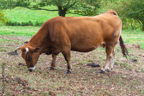 Brown cow grazing on the fram