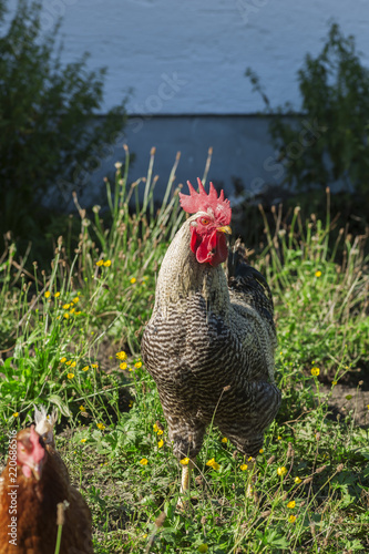 proud rooster in the garden