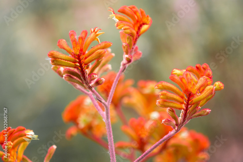 Große Känguru-Blume (Anigozanthos flavidus)  photo