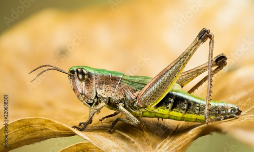 Photographie Lesser Marsh Grasshopper, Chorthippus albomarginatus, Omocestus viridulus, Commo