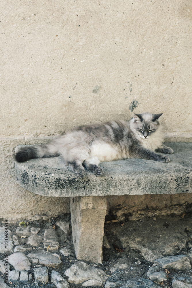 Grey and black cat lying on a stone bench in a medieval french village