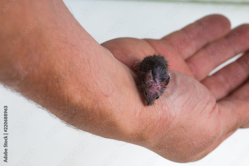 mouse rodent in hand