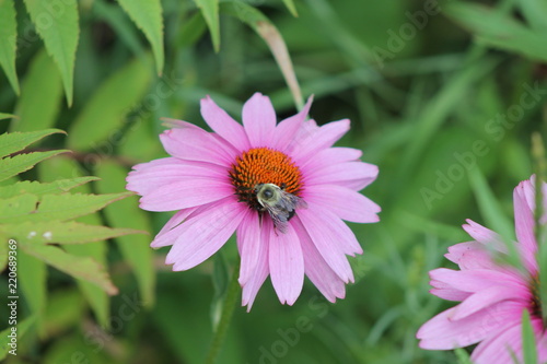 Fleur et insecte.