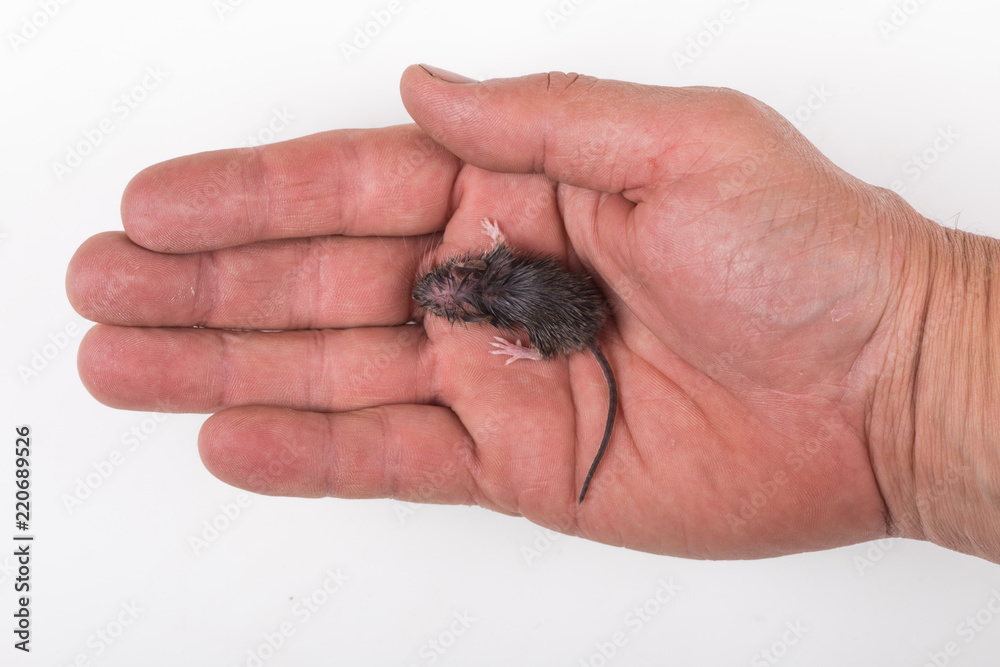 mouse rodent in hand