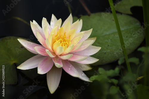 pink and yellow water lily blossom in a dark lake, copy space