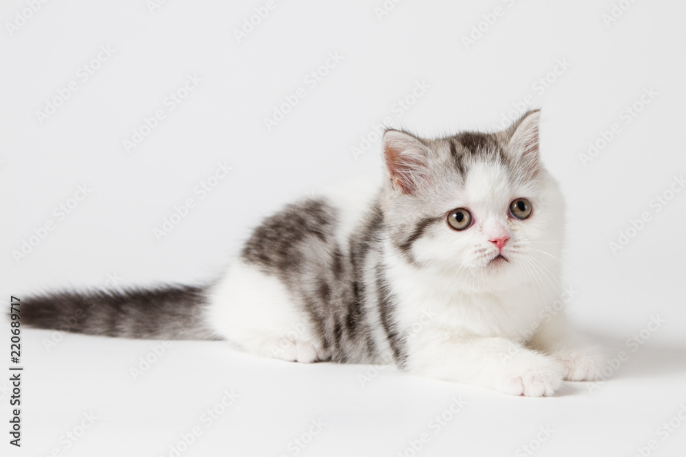 The cute scottish kitten lying on a white background 
