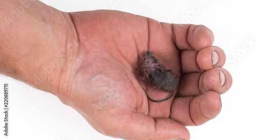 mouse rodent in hand