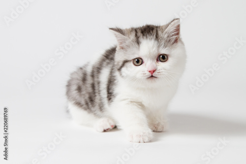 Scottish tabby kitten on white background, purebred kitten. 
