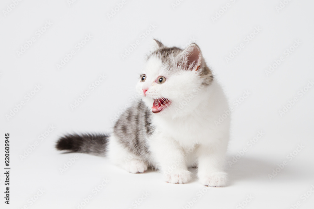 Scottish tabby kitten meows shouts purebred kitten on a white background.