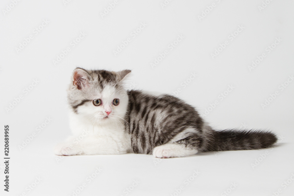 The cute kitten lying on a white background