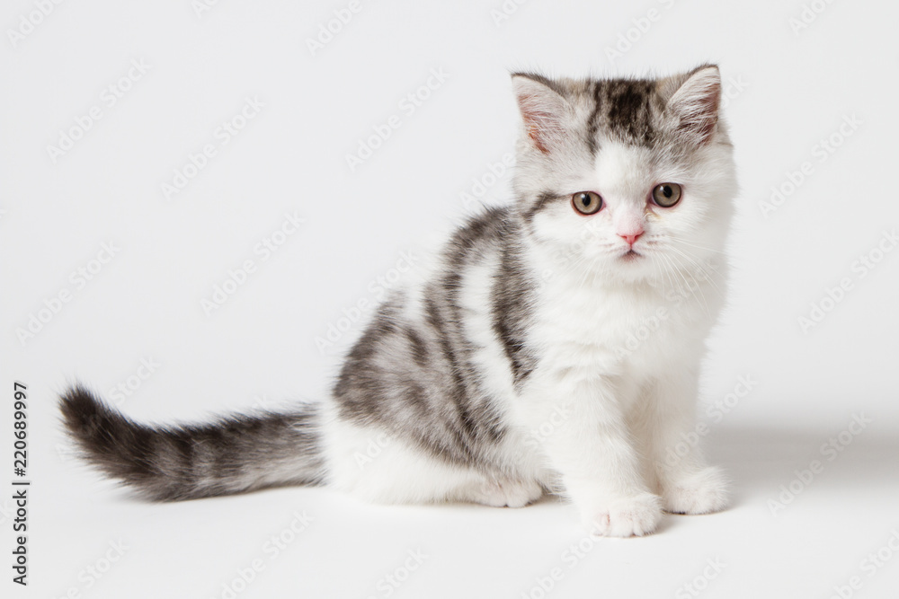 The cute scottish kitten sitting on a white background