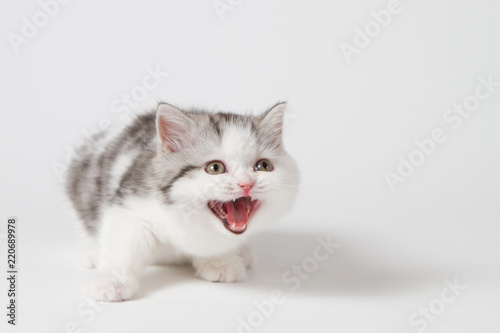 Scottish tabby kitten meows shouts purebred kitten on a white background.