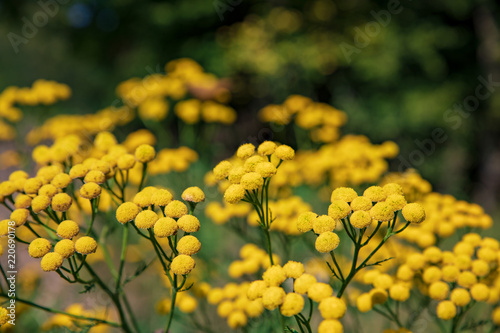 gelbe Blumen   sterreich