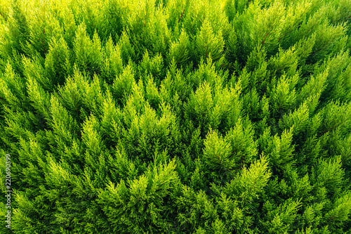Green bush pattern.