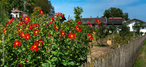 Fototapeta Naklejka Na Ścianę i Meble -  Dahlien am Gartenzaun