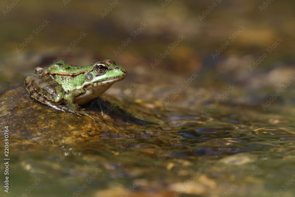Perez's frog (Pelophylax perezi) on a stone in a river Perez's frog (Pelophylax perezi) on a stone in a river