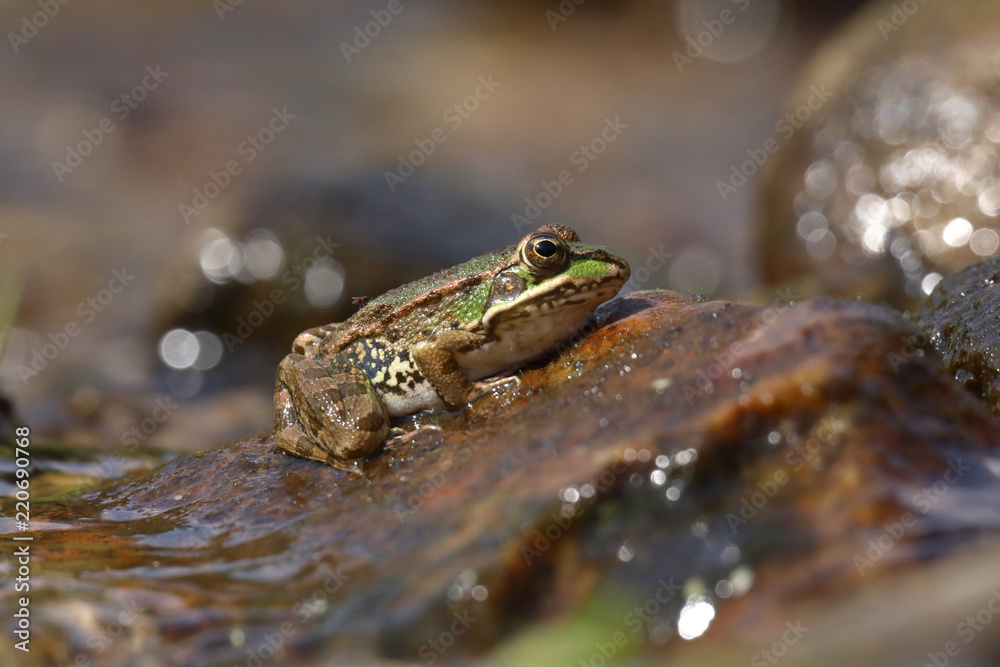 Perez's frog (Pelophylax perezi) on a stone in a river Perez's frog (Pelophylax perezi) on a stone in a river