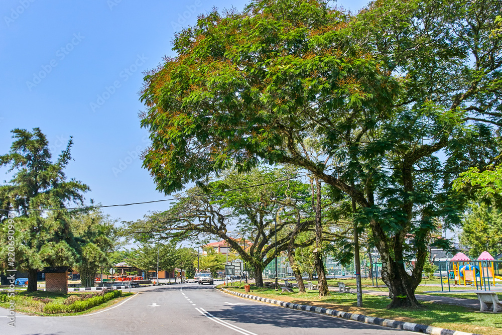 Old tree with long branches along Taiping Lake Gardens or Taman Tasik, Malaysia Old tree with long branches along Taiping Lake Gardens or Taman Tasik, Malaysia