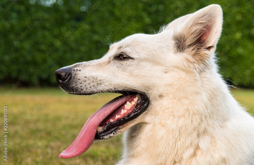 Closeup of White Swiss Shepherd dog profile with tong out. Closeup of White Swiss Shepherd dog profile with tong out.