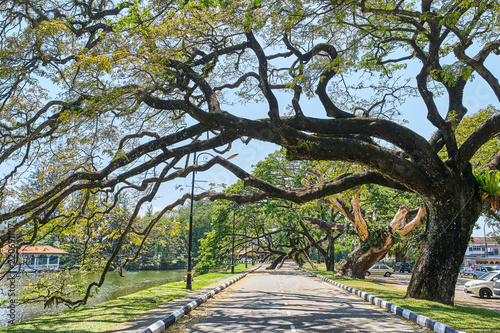 Old tree with long branches along Taiping Lake Gardens or Taman Tasik, Malaysia photo