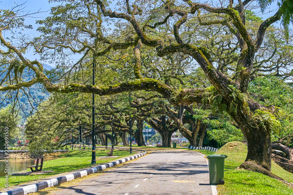 Old tree with long branches along Taiping Lake Gardens or Taman Tasik, Malaysia
