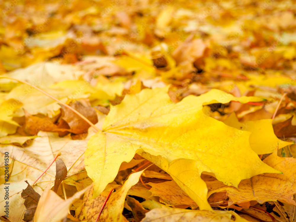 Autumn background - yellow marple leaves on black asphalt road with copy space for text. Fall background. Texture. Square composition. Autumn background - yellow marple leaves on black asphalt road with copy space for text. Fall background. Texture. Square composition.