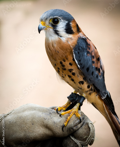American Kestrel Close Up