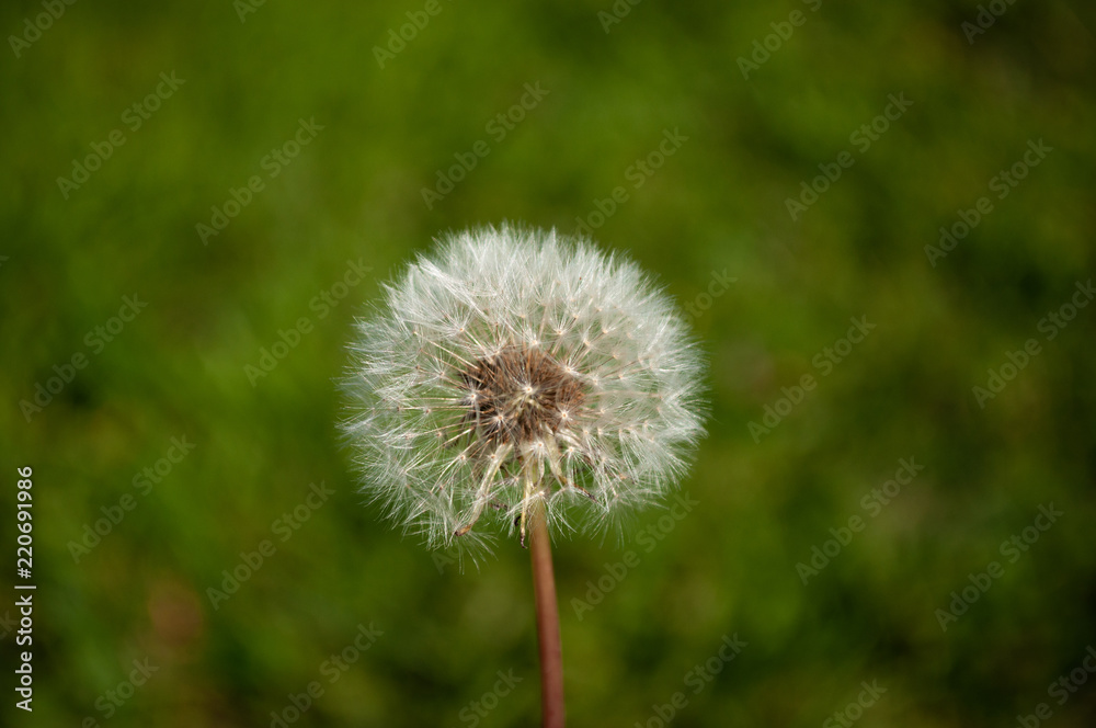 Dandelion close-up Dandelion close-up