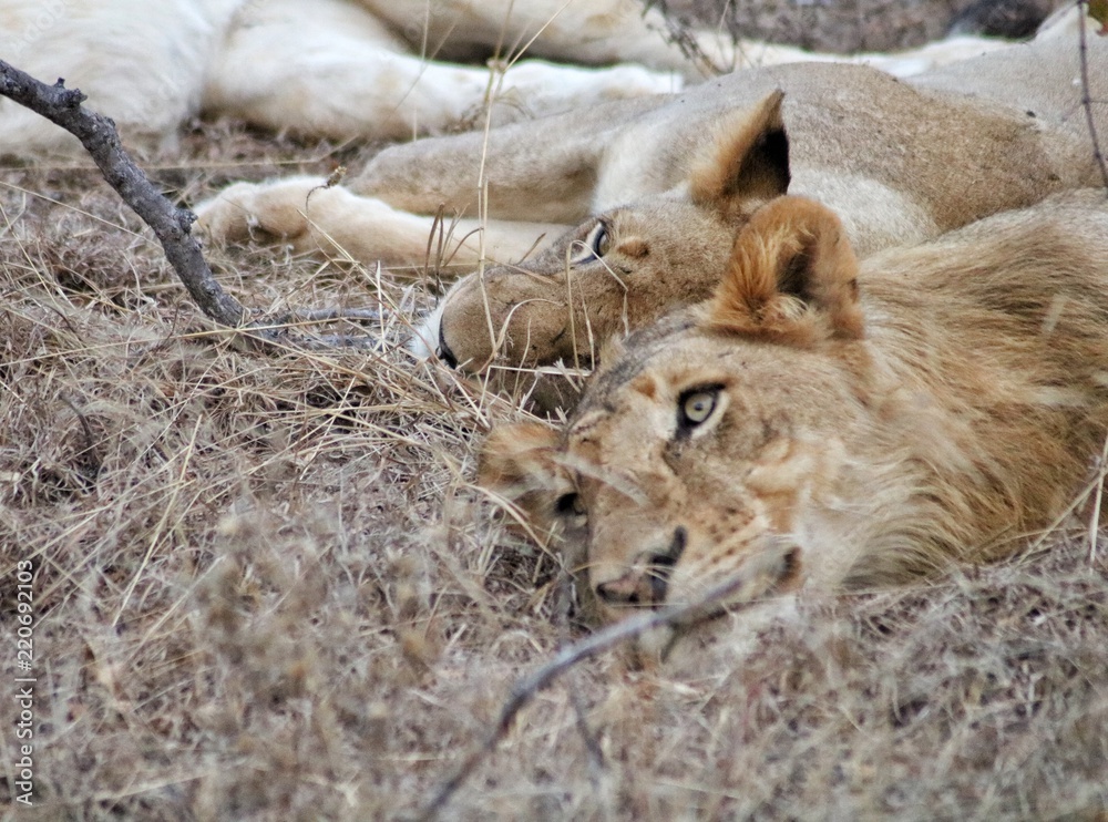 Fototapeta premium lion et lion