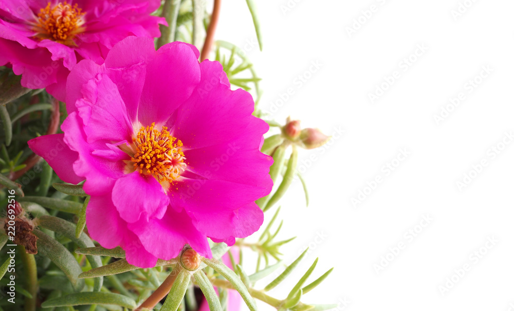 Obraz premium Portulaca grandiflora, Purslane, Pussley, Moss rose flower with white copy space. Macro shot.