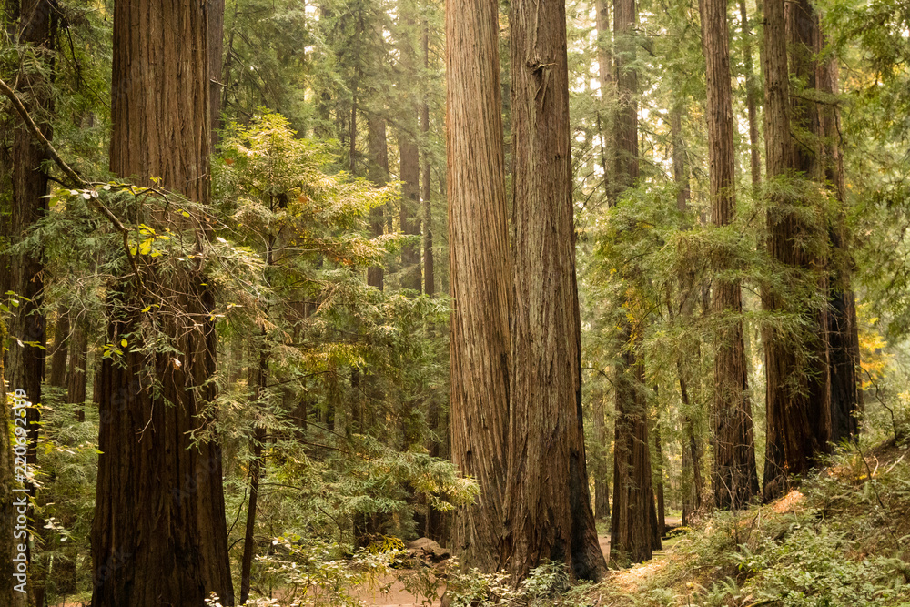 Fototapeta premium Thick fern ground cover under a dense old growth redwood forest in California