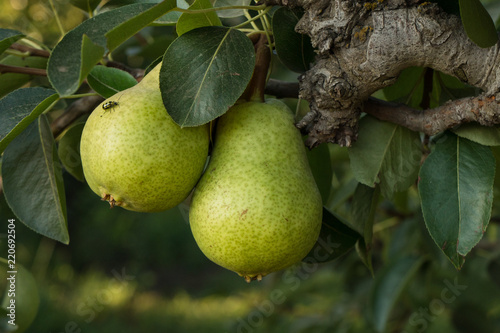 Ripening pears grow on trees on a farm in California
