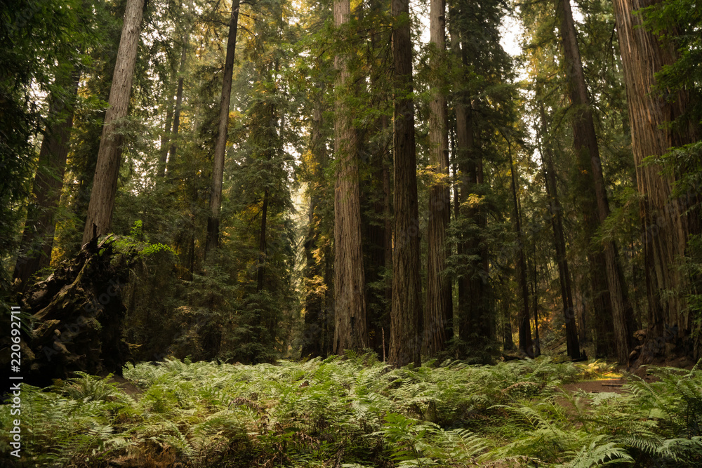 Thick fern ground cover under a dense old growth redwood forest in California Thick fern ground cover under a dense old growth redwood forest in California