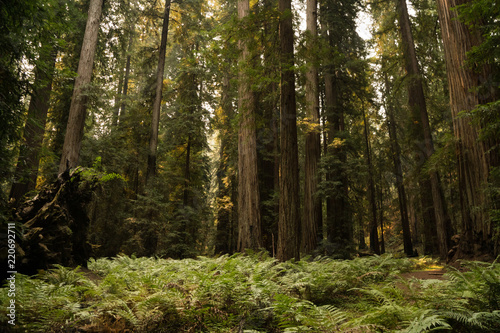Thick fern ground cover under a dense old growth redwood forest in California