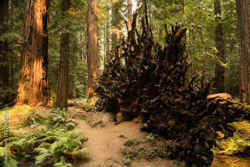 Fallen trees lying on a fern covered floor in a redwood forest in California