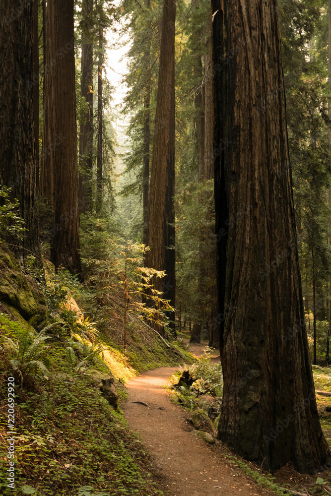 Hiking path through a fern covered redwood forest in California Hiking path through a fern covered redwood forest in California