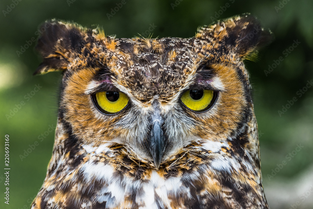 Great Horned Owl Great Horned Owl
