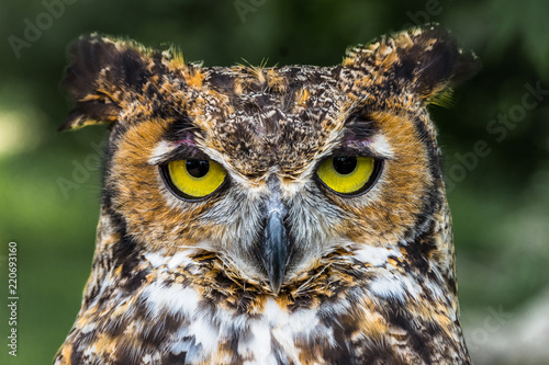 Great Horned Owl © Tommy
