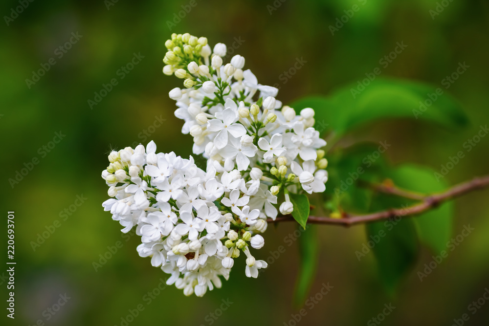 White lilac branch in the garden. Selective focus. White lilac branch in the garden. Selective focus.