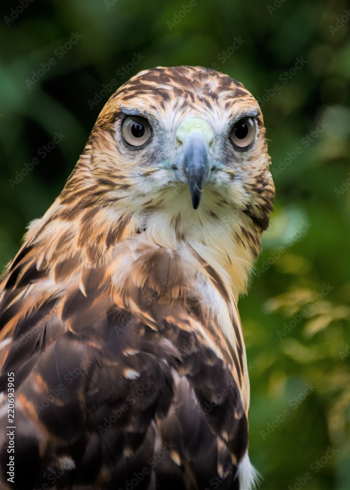 Red Tailed Hawk Red Tailed Hawk