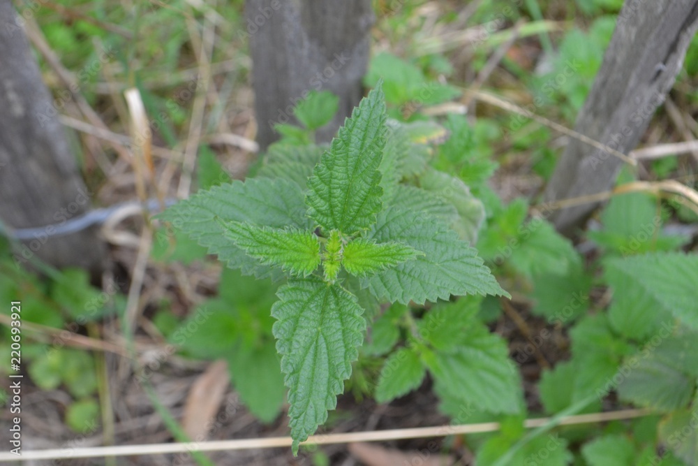 Closeup photograph in top view of a stinging nettle (Urtica dioica). Closeup photograph in top view of a stinging nettle (Urtica dioica).