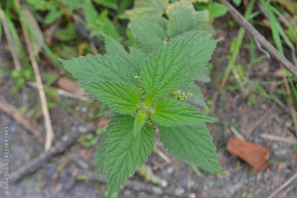 Closeup photograph in top view of a stinging nettle (Urtica dioica). Closeup photograph in top view of a stinging nettle (Urtica dioica).