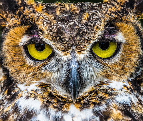 Great Horned Owl photo