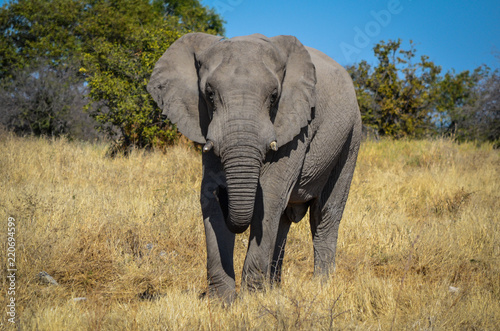 Akrikanischer Elefant