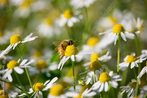 Bee on Matricaria chamomilla photo