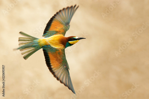 European bee-eater in flight on a beautiful background