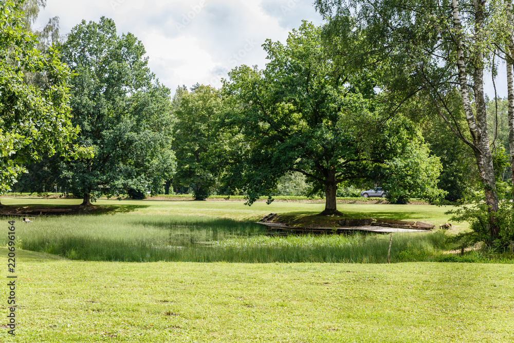 summer, beautiful green landscape in the park; All around there is a green, visible pond and large trees all around