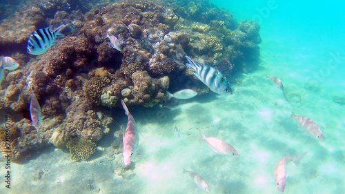 Fish-surgical Akantnuridae, Seabreams and swim around a bright colored coral reef in the Red Sea in Hurghada, Egypt, sunlight, waves, under water photo